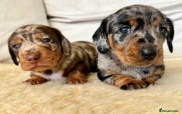 Miniature Dachshund dogs for sale: Miniature Dachshund puppies! - Image 4