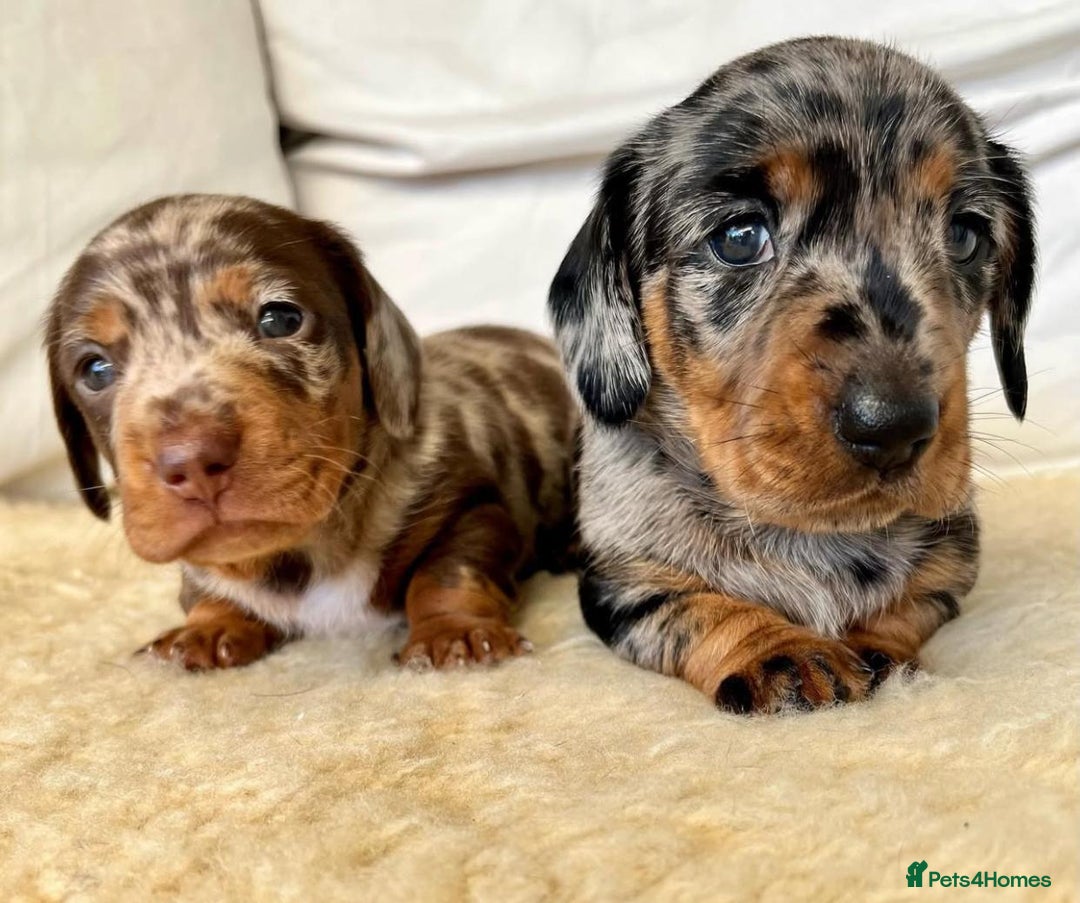 Miniature Dachshund dogs for sale: Miniature Dachshund puppies! - Image 4