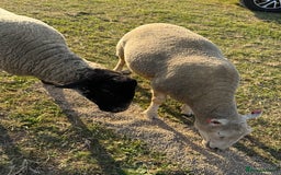 Sheep livestock for sale: 2 girl pet sheep  - Image 2