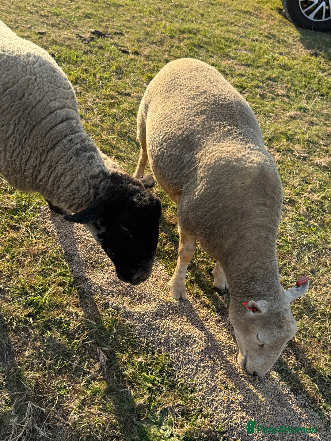 Sheep livestock for sale: 2 girl pet sheep  - Image 2