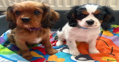 Cavalier King Charles Spaniel dogs - Advert 16