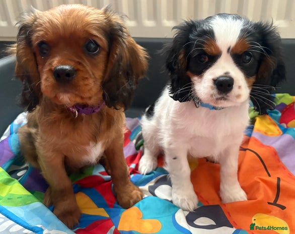 Cavalier King Charles Spaniel dogs - Advert 2