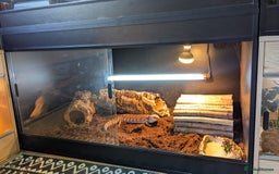 Skink reptiles for sale: Northern Blue Tongue Skink - Image 4