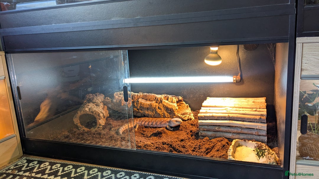 Skink reptiles for sale: Northern Blue Tongue Skink - Image 4