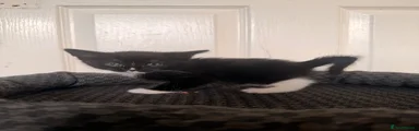 Domestic Shorthair 4