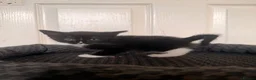 Domestic Shorthair cats for sale: 4 beautiful baby’s ready for there home - Advert 24
