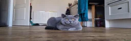 British Shorthair cats for sale:  PEDIGREE Teddy Male British Shorthair  - Advert 1