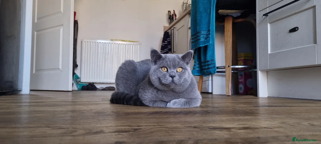 British Shorthair cats for sale:  PEDIGREE Teddy Male British Shorthair  - Advert 1