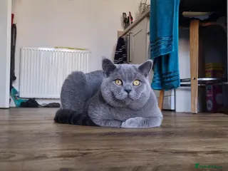 British Shorthair cats PEDIGREE Teddy Male British Shorthair - Advert 2