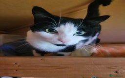 Mixed Breed cats for adoption: JINX. - Image 2