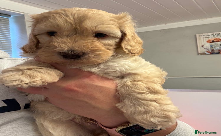 Sproodle dogs F2b Sproodle Puppies 2 boys and 1 girl remaining - Advert 1