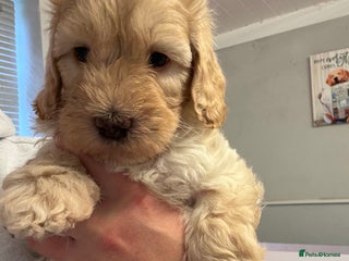 Sproodle dogs F2b Sproodle Puppies 2 boys and 1 girl remaining - Advert 1