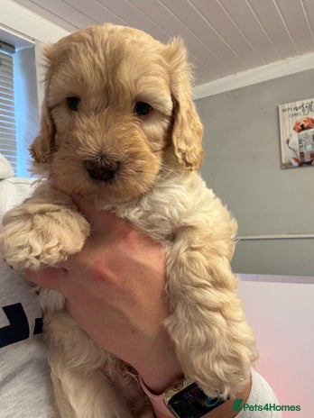 Sproodle dogs F2b Sproodle Puppies 2 boys and 1 girl remaining - Advert 1