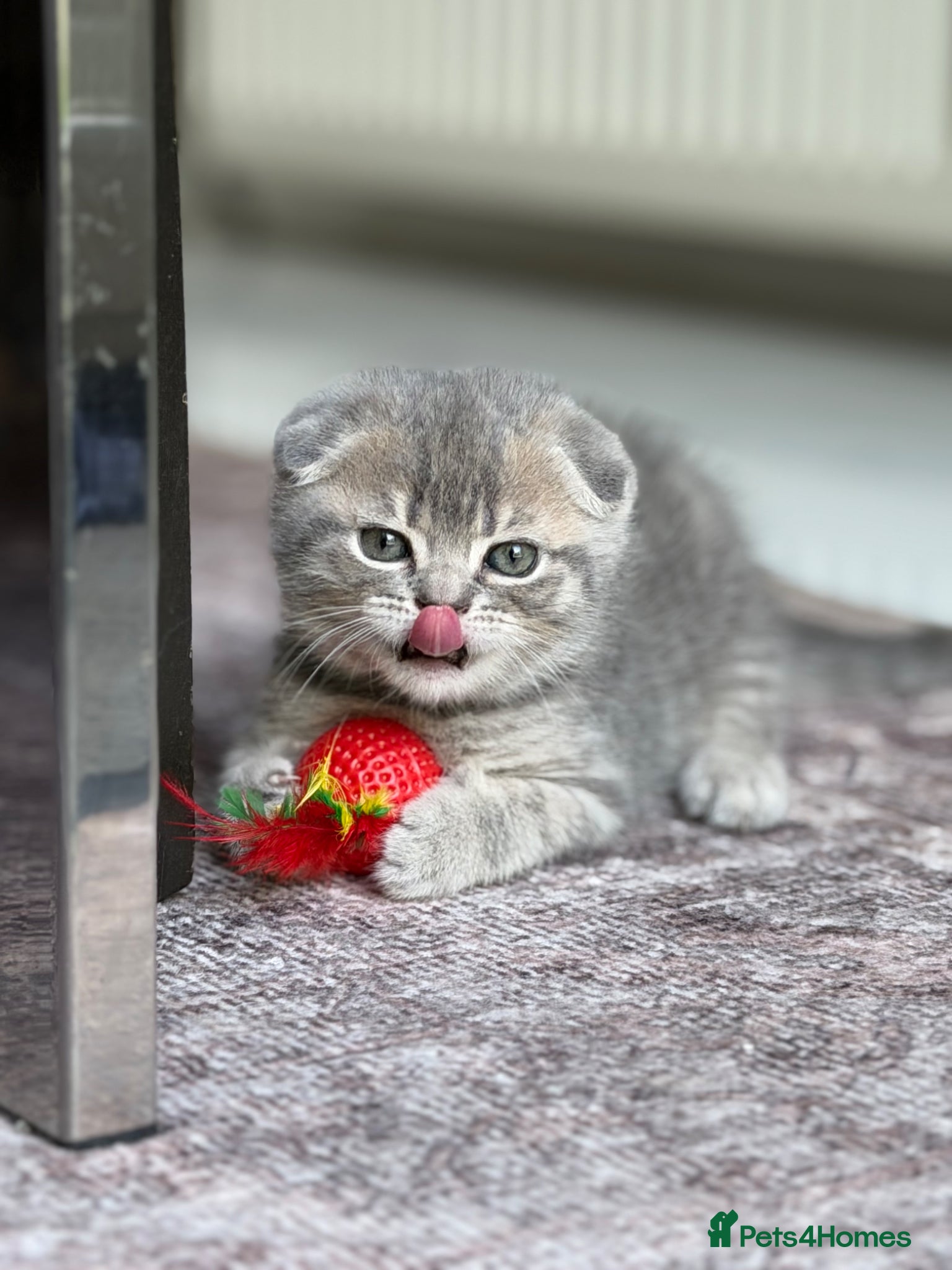 Scottish Fold cats for sale: Beautiful Scottish Fold Kittens Ready From 10/06 in Leatherhead - Advert 8