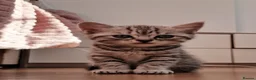 Mixed Breed cats for sale: Beautiful kittens for sale - Advert 4