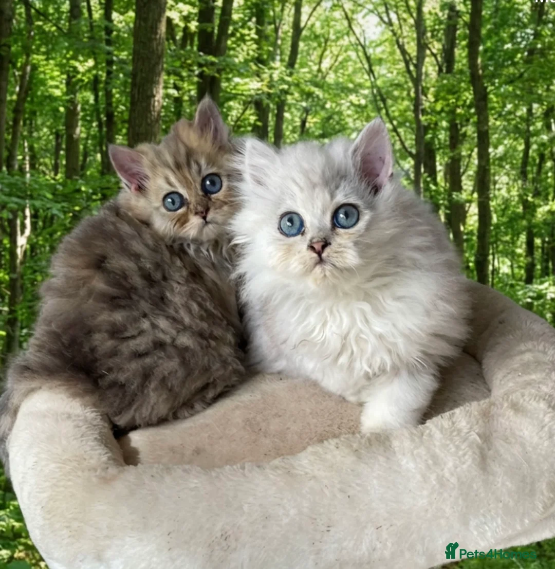 Persian cats for sale: Persian Pedigree Pkd/FELV Clear kittens - Advert 2