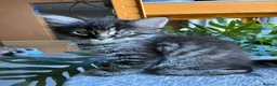 Mixed Breed cats for sale: Healthy , Energetic, Absolutely stunning 8  - Advert 14