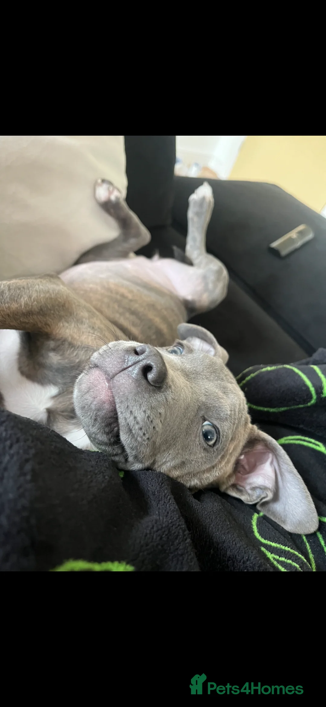 Mixed Breed dogs for sale: Bonnie in Sutton-in-Ashfield - Advert 2