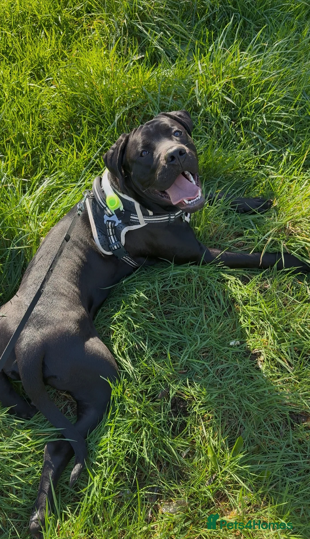 Mixed Breed dogs for sale: 10 Month Old Labrador Cross Boy in Farnborough - Advert 2