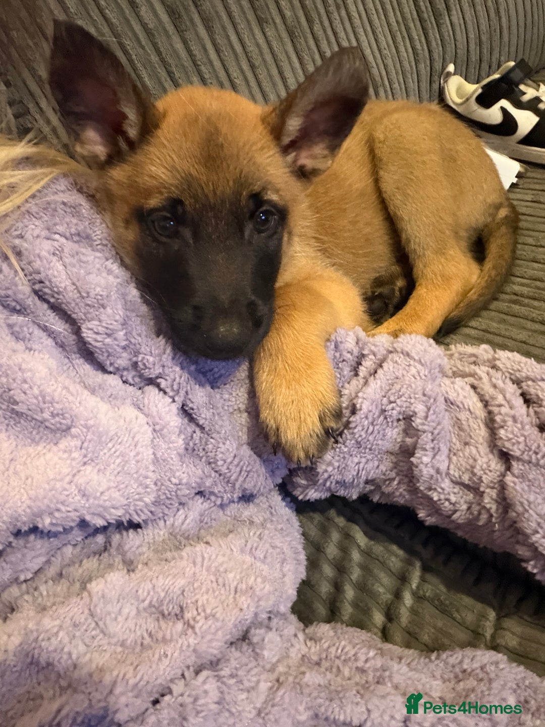 Belgian Shepherd Dog dogs for sale: Belgian Malinois pup - Advert 2