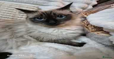 Ragdoll cats - Advert 15