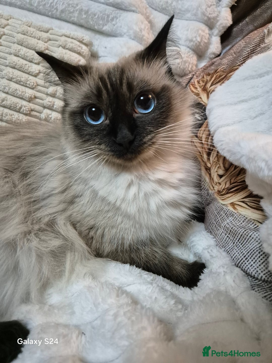 Ragdoll cats for sale: Ragdoll kittens  - Image 2