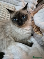 Ragdoll cats - Advert 3