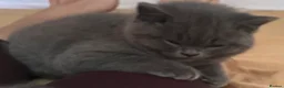British Shorthair cats for sale: The Most Beautiful Angel on Earth🌸Pedigree BHS - Advert 22