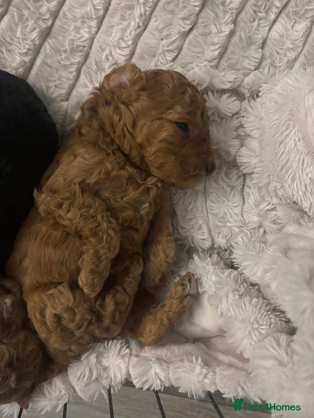 Cockapoo dogs for sale: Stunning cockapoo puppies - Advert 15