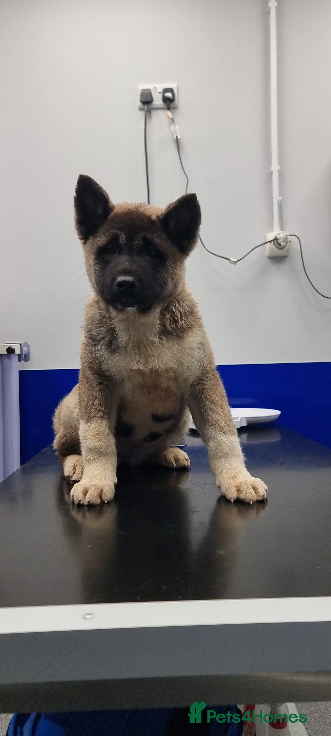 Akita dogs for sale: Kc Registered American Akita Puppies Ready - Advert 14