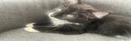 Mixed Breed cats for sale: cute kittens ready for a new home now  - Advert 5