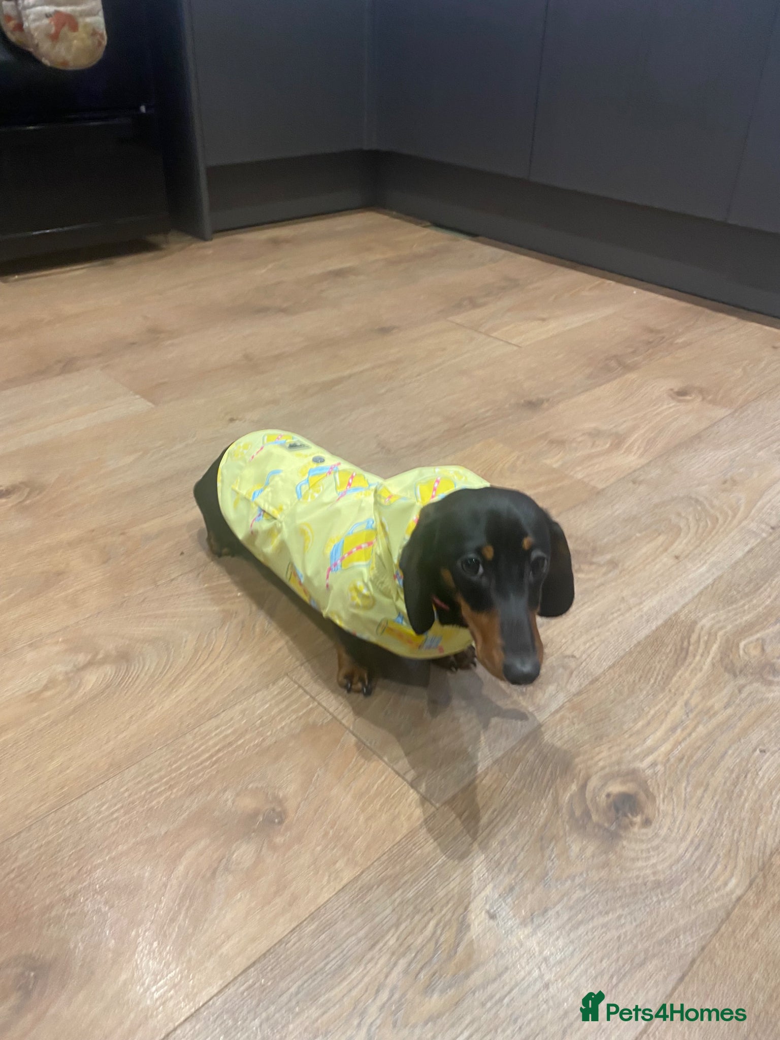 Miniature Dachshund dogs Miniature tan and black dachshund female  - Advert 2