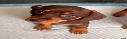 Dachshund dogs for sale: Dachshund Puppies!  - Advert 5