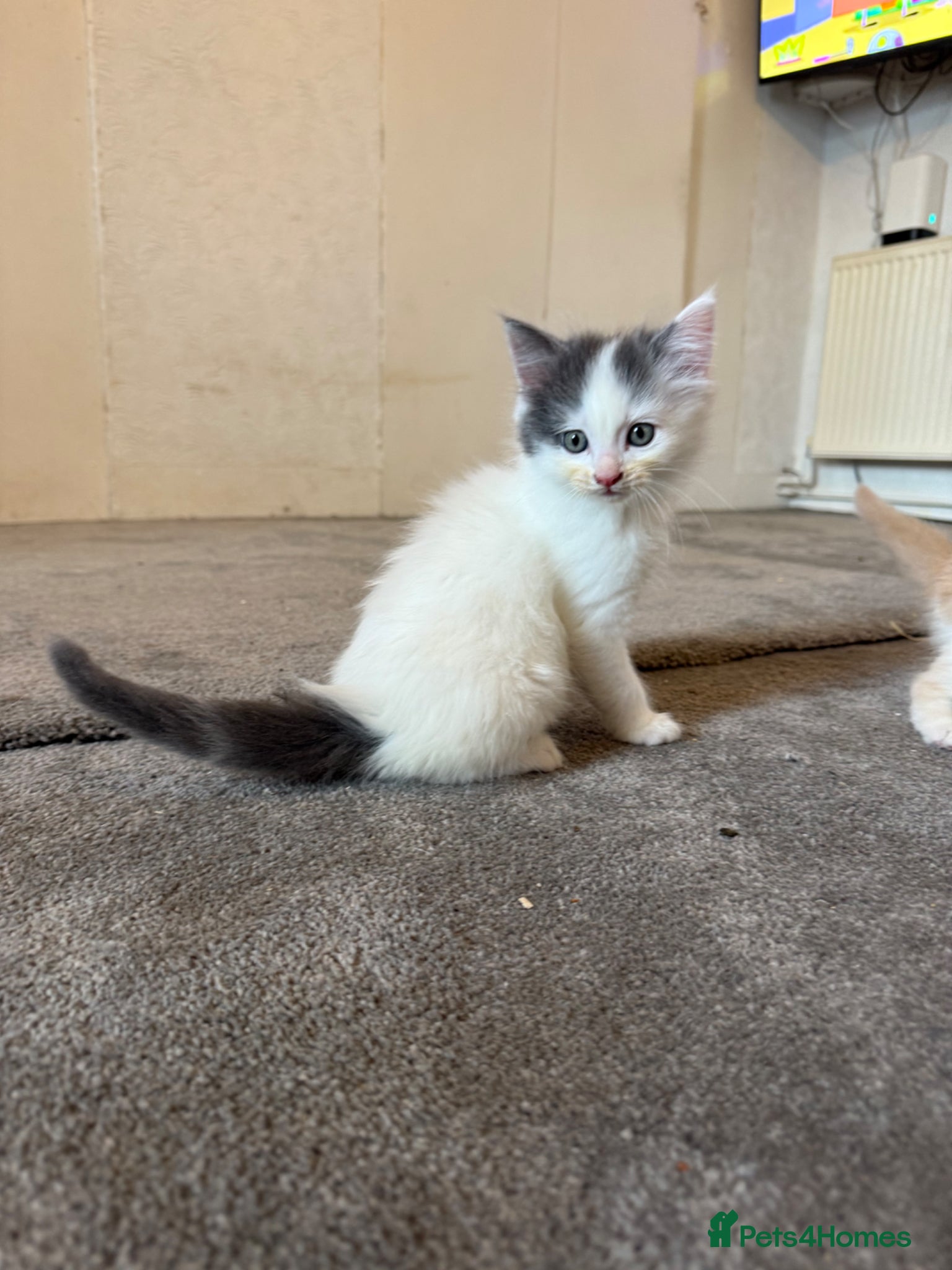 Ragdoll cats for sale: Half Ragdoll Kittens - Advert 5