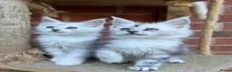 Maine Coon cats for sale: Maine coon kittens - Advert 1