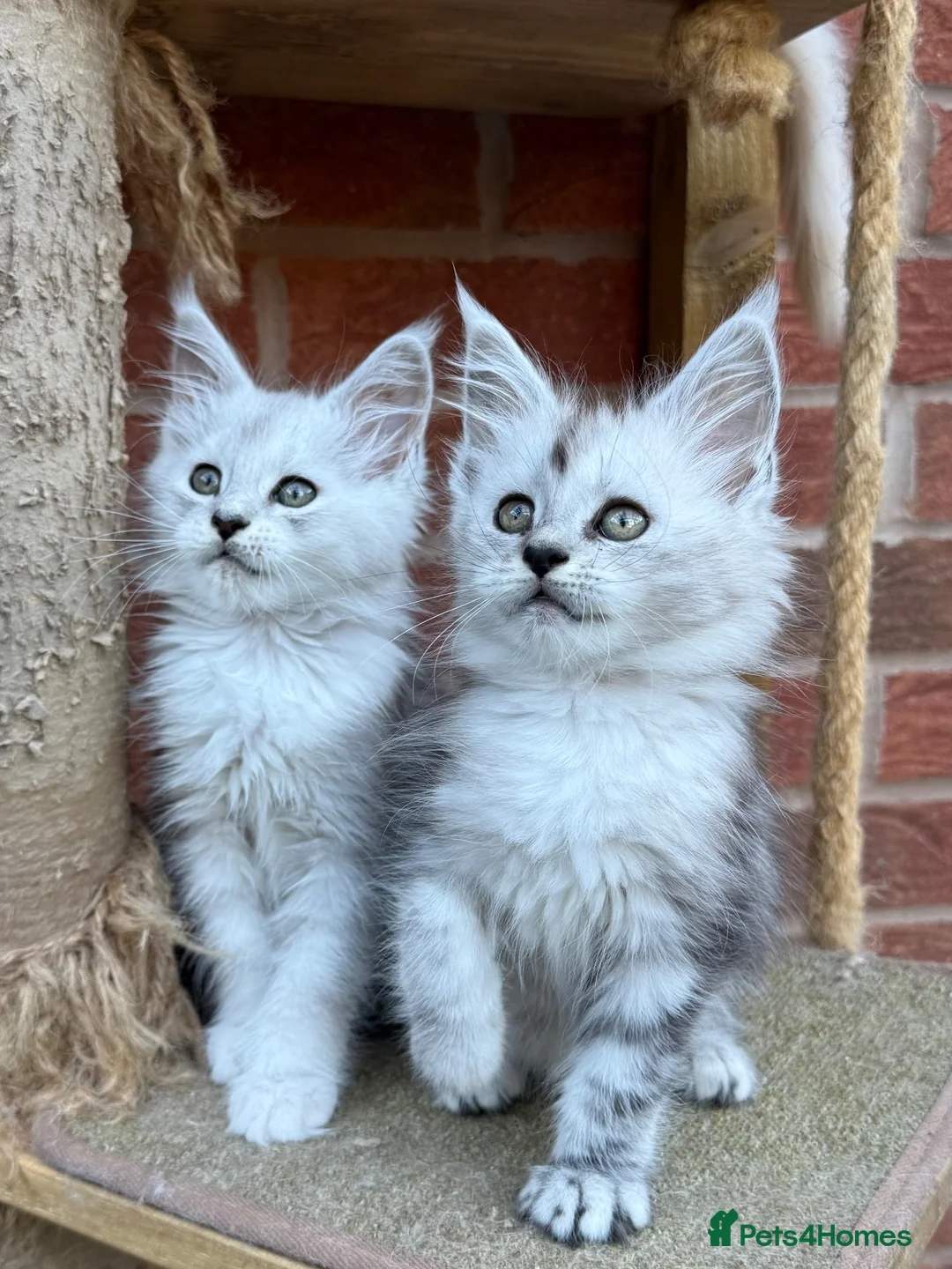 Maine Coon cats for sale: Maine coon kittens - Advert 1