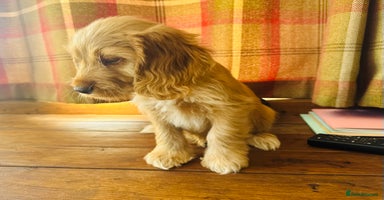 Mixed Breed dogs - Advert 10