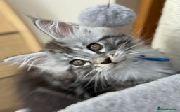 Maine Coon cats for sale: 2 Beautiful pedigree TICA reg Maine Coon kittens - Image 11