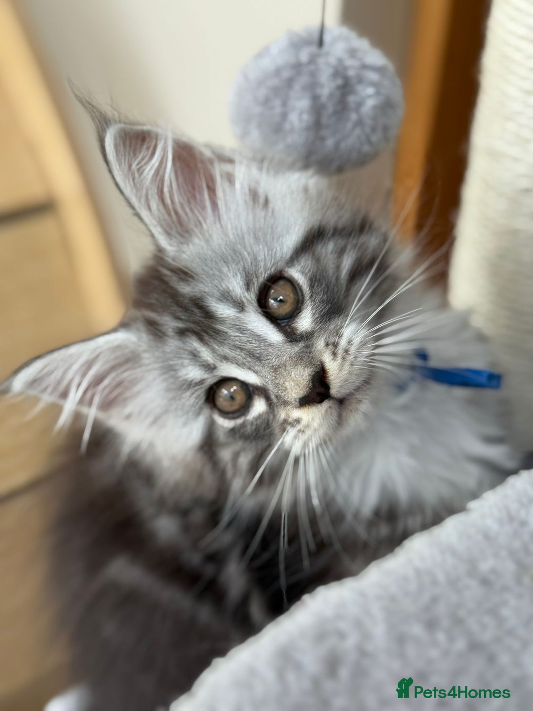 Maine Coon cats for sale: 2 Beautiful pedigree TICA reg Maine Coon kittens - Image 11
