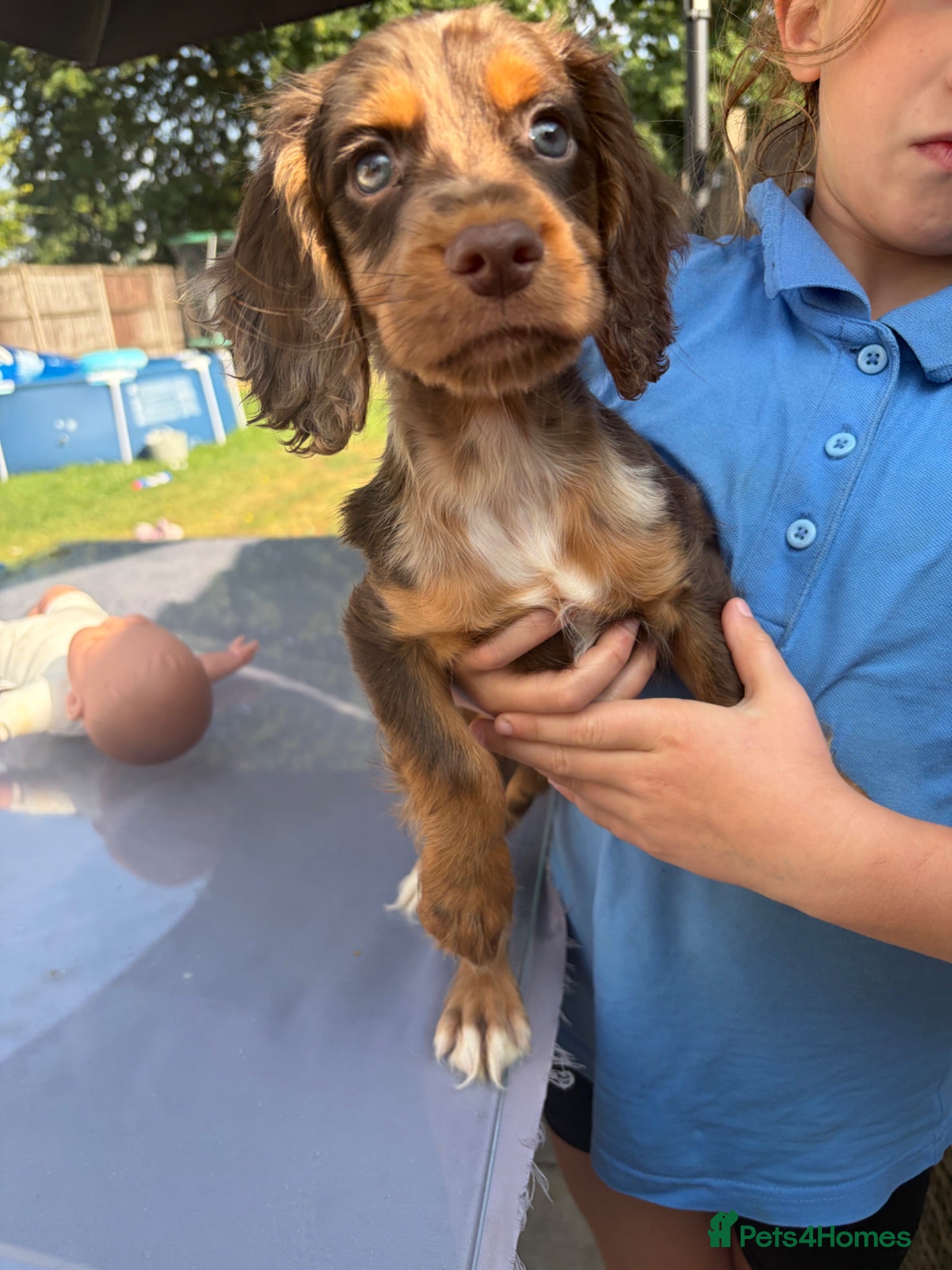 Cocker Spaniel dogs 💙LAST ONE LEFT 💙 REDUCED  - Advert 1