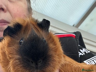 Guinea Pig rodents Two Female Guinea Pigs - Advert 1