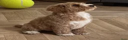 Australian Labradoodle dogs for sale: Multi-Gen Australian Labradoodle Puppies - Advert 11