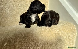 Lhasapoo dogs for sale: 9 stunning lhasapoo’s  - Image 17