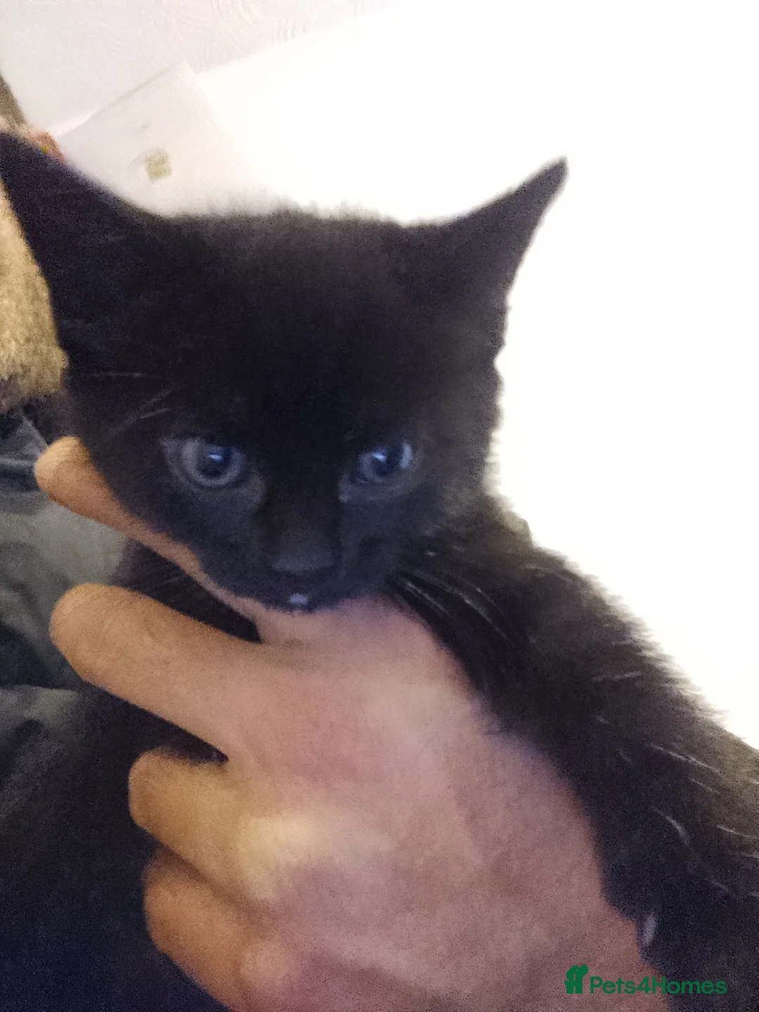 Domestic Shorthair cats for sale: Theora and the Theo-ettes - Advert 2