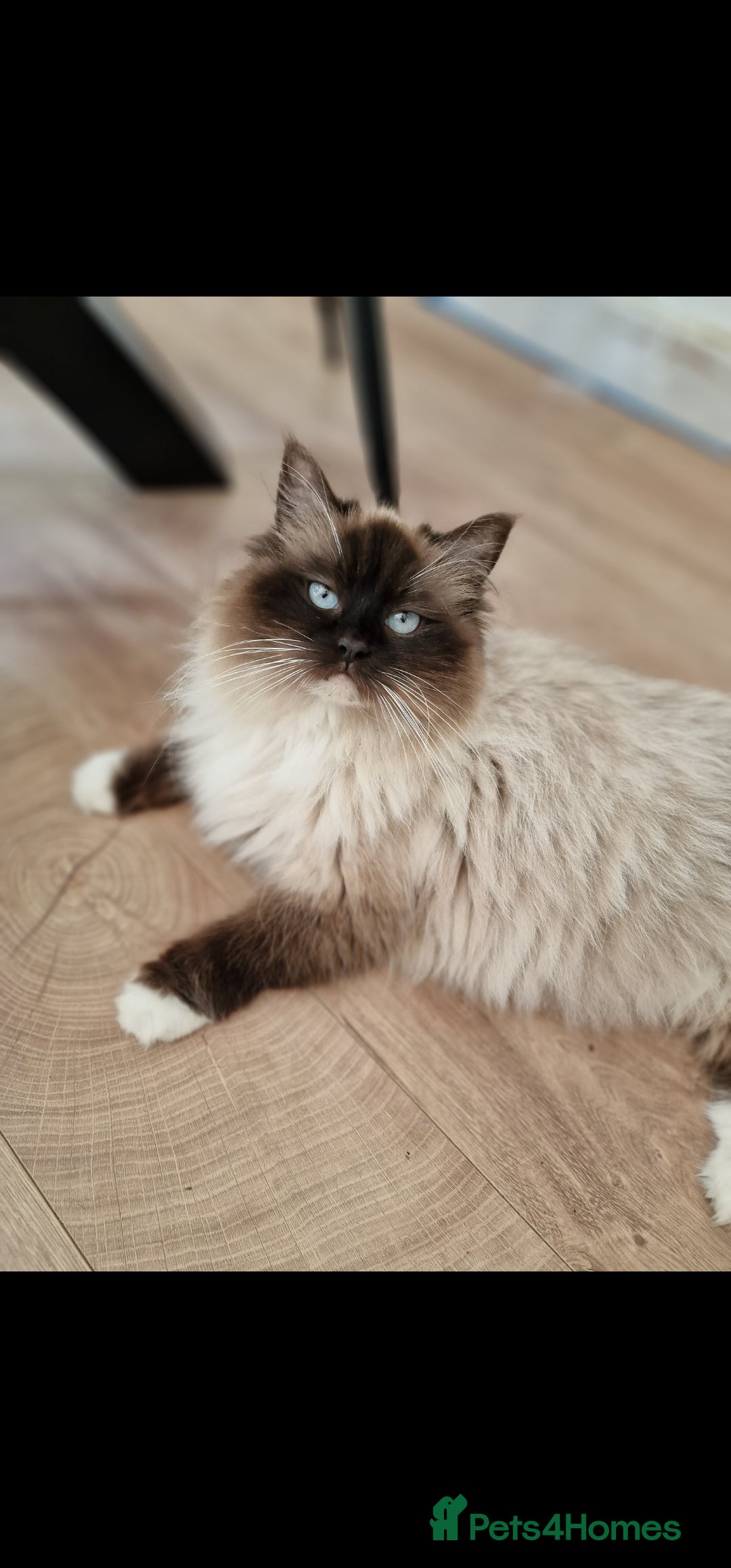 Ragdoll cats Ragdoll kittens ready now - Advert 1