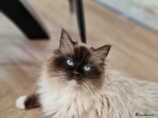 Ragdoll cats Ragdoll kittens ready now - Advert 1