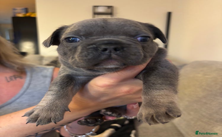 French Bulldog dogs - Advert 4