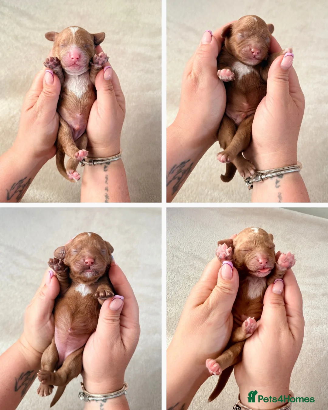 Cavapoo dogs for sale: Gorgeous F1bb Teddy Cavapoos - Advert 2