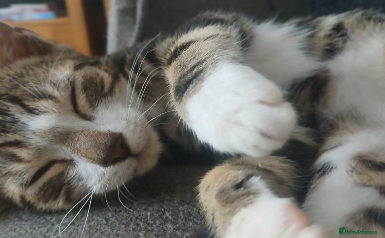 Domestic Shorthair cats - Advert 2