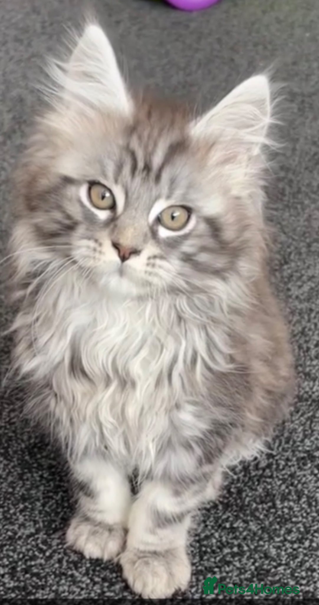 Maine Coon cats Stunning TICA Registered Male Maine Coon Ready Now - Advert 1